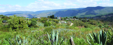 Día del Mezcal