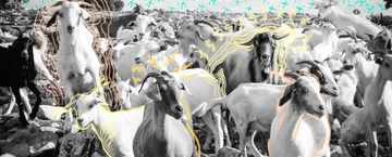 Más chivos que tierras: la trashumancia que transformó la Mixteca