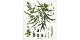 La herbolaria indígena y la apropiación del cannabis