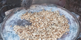 Ritual, medicinal y alimenticia