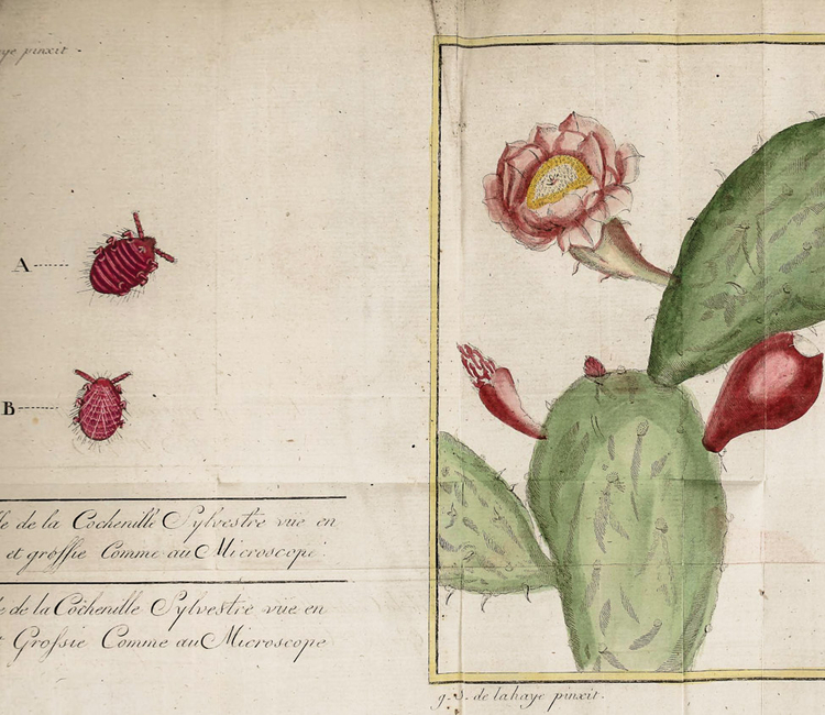 Nicolas - Joseph Thiery De Menonville, un botánico tras el misterio de la grana cochinilla 