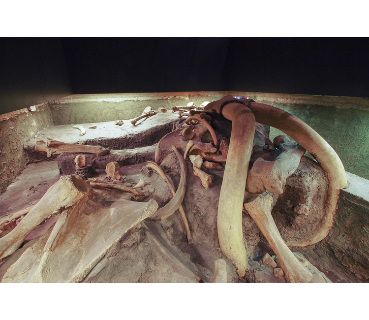 Por qué el ícono del Metro Talismán en Ciudad de México es un mamut? | Relatos e Historias en México Por qué el ícono del Metro Talismán en Ciudad de México es un mamut? | Relatos e Historias en México