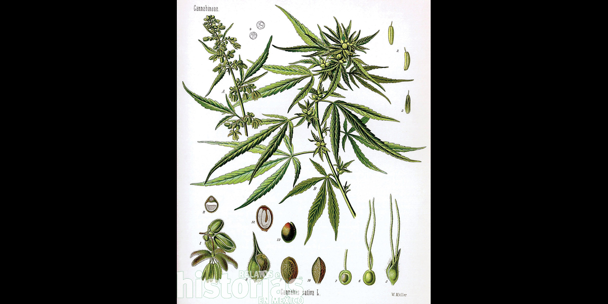 La herbolaria indígena y la apropiación del cannabis