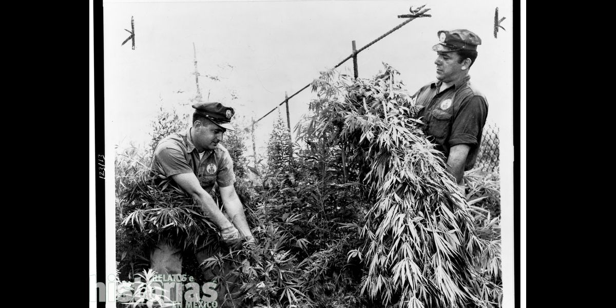 A cien años del triunfo del prohibicionismo de la marihuana 