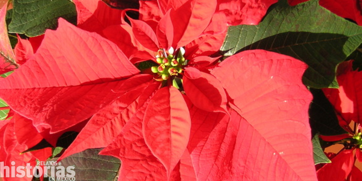 "Cuetlaxochitl" o flor de Nochebuena, el símbolo que México aportó a la Navidad 