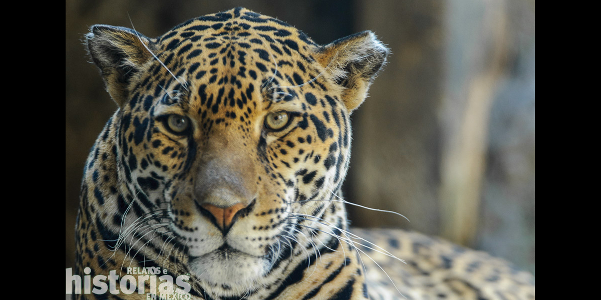 La historia del animal salvaje que atemorizó a la Ciudad de México a finales del siglo XIX | Relatos e Historias en México La historia del animal salvaje que atemorizó a la Ciudad de México a finales del siglo XIX | Relatos e Historias en México