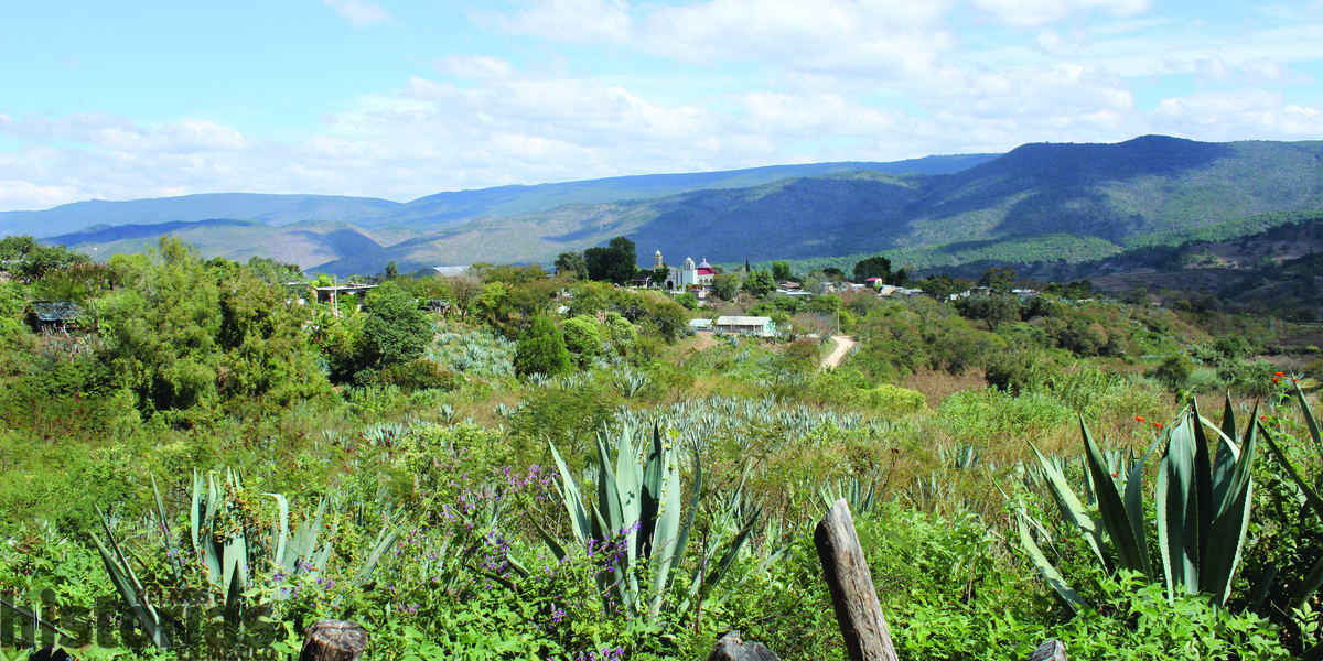 Día del Mezcal