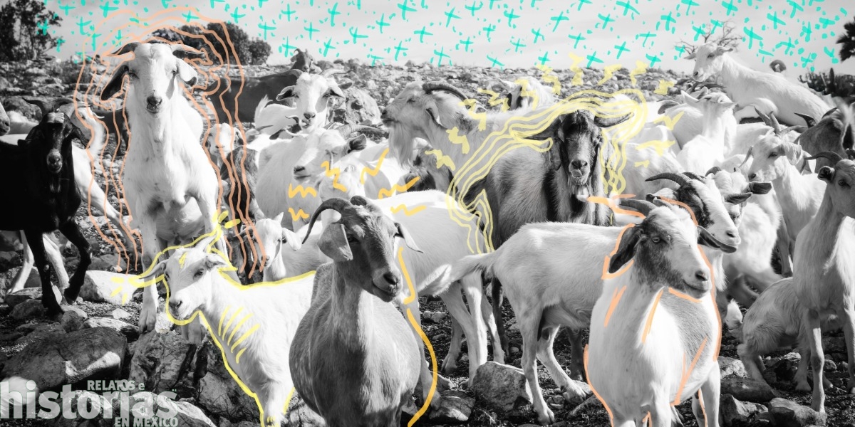Más chivos que tierras: la trashumancia que transformó la Mixteca