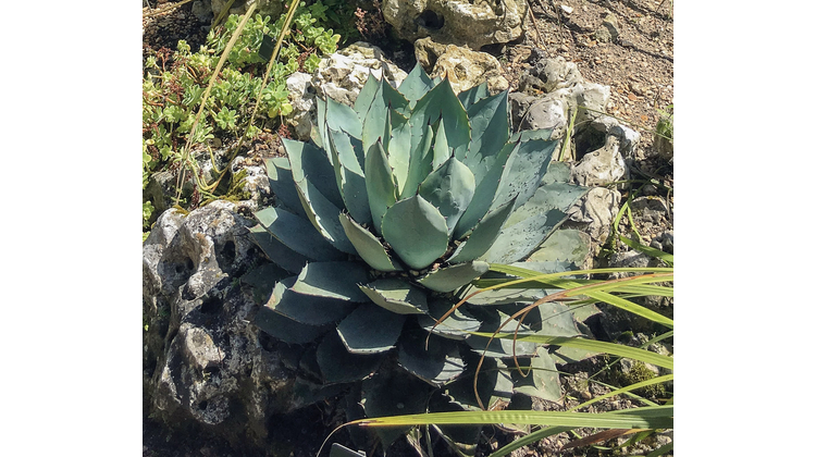Legalización lenta y parcial del mezcal en Nueva España 