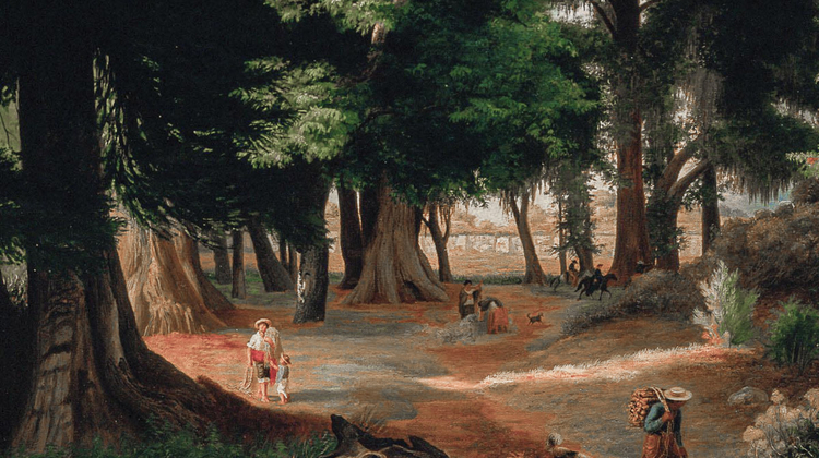 El ahuehuete bautizado como “taxodium mucrunatum”