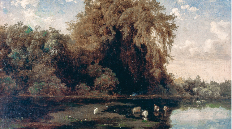 El ahuehuete, un árbol popular que se convirtió en símbolo nacional