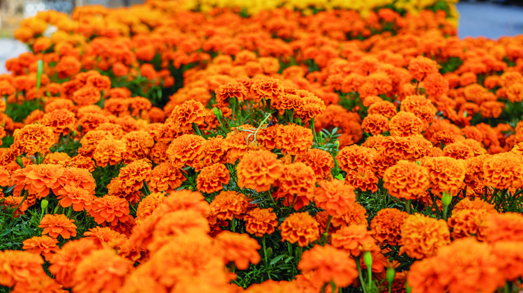De cómo se hace nacer la flor para los muertos