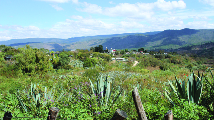 Día del Mezcal