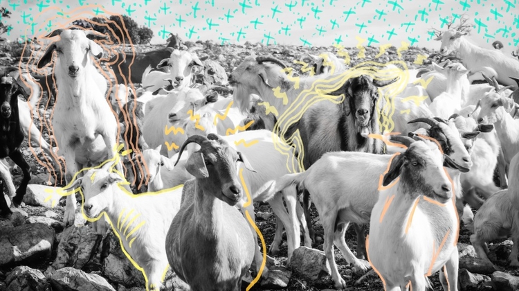 Más chivos que tierras: la trashumancia que transformó la Mixteca