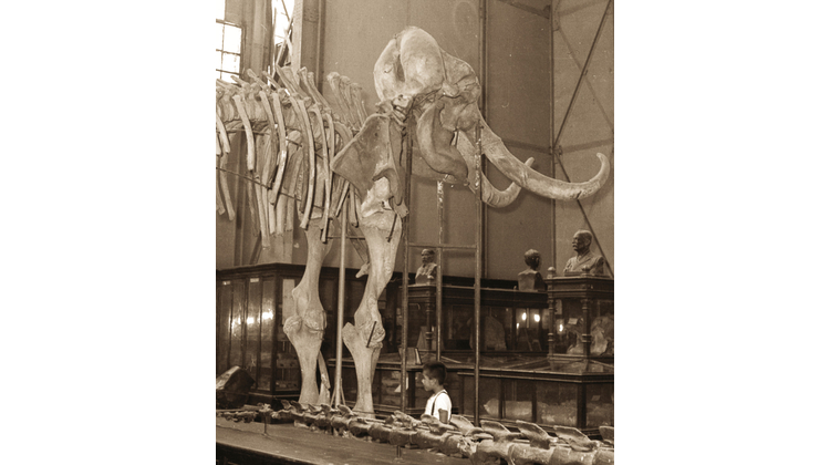 ¿Dónde quedó el colmillo del mamut gigante? 